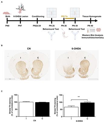 Pioglitazone enhances brain mitochondrial biogenesis and phase II detoxification capacity in neonatal rats with 6-OHDA-induced unilateral striatal lesions